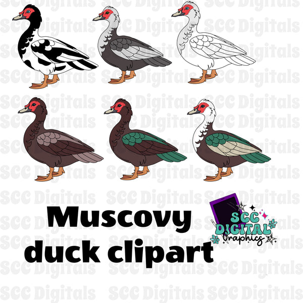 Muscovy Duck Clipart